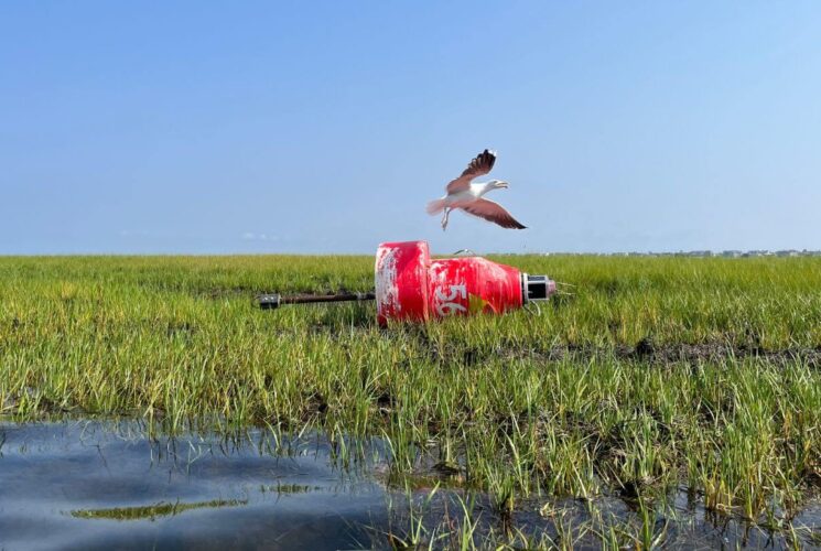 seagull flying over red marker with 56 in white print in swamp