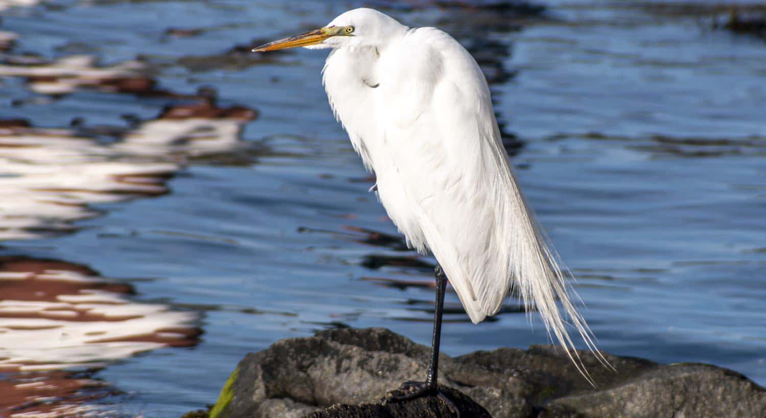 Large white bird with long orange beak standing on rock with water in the background