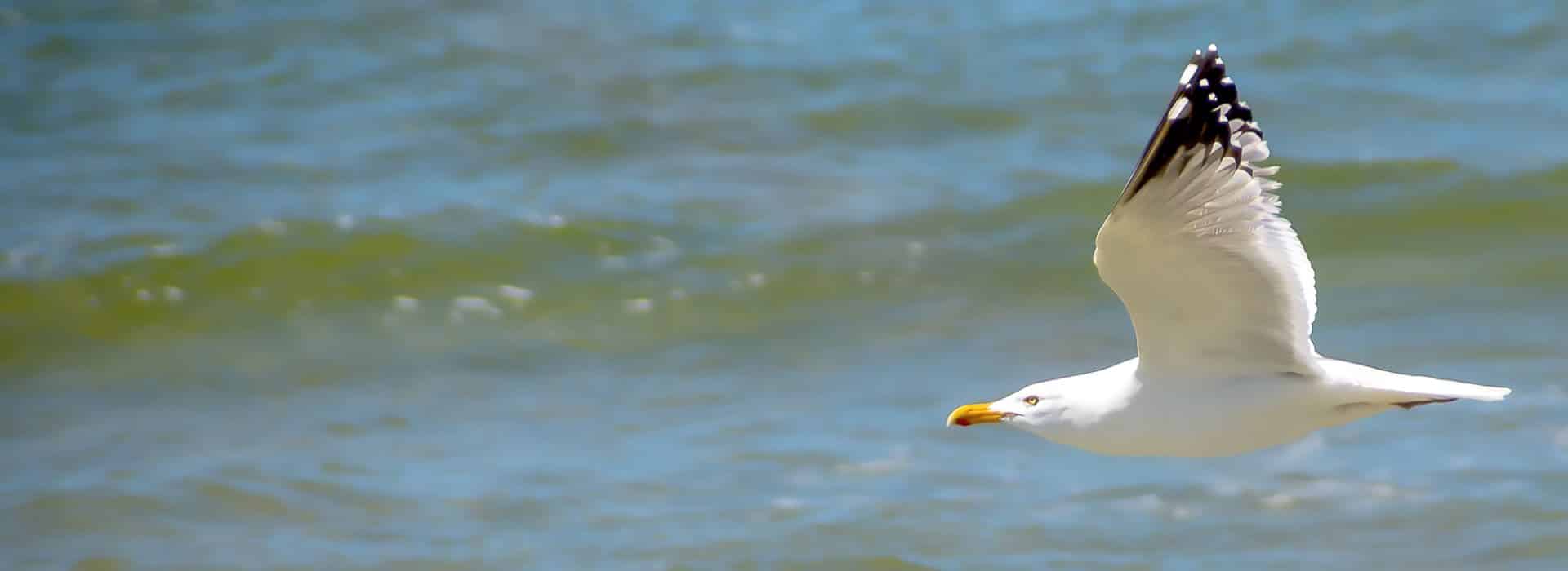 Large white bird with long orange beak and black tipped wings flying over the water