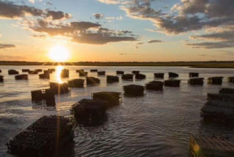 Multiple cages floating on calm water with the sun setting in the background